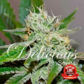 Delicious Seeds Original Juan Herer REGULAR - 7 regular seeds