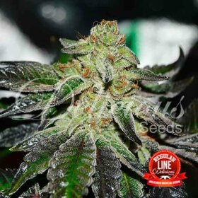 Delicious Seeds Original Juan Herer REGULAR - 7 regular seeds