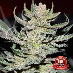 Delicious Seeds Unknown Kush REGULAR - 7 regular seeds