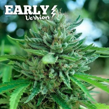 Delicious Seeds Delicious Cookies Early Version- 3 feminisierte Samen