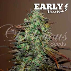 Delicious Seeds Eleven Roses ® Early Version - 3 feminized seeds