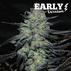 Delicious Seeds Golosa ® Early Version - 3 feminized seeds