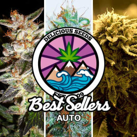 Delicious Seeds Winners Collection - 6 automated seeds