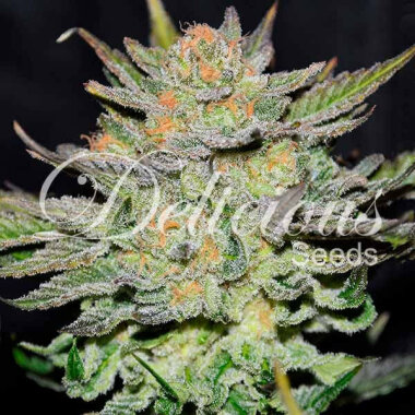 Delicious Seeds Blue Ace ® AUTO CBD - 3 automatisiertre Samen