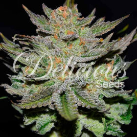 Delicious Seeds Blue Ace ® AUTO CBD - 3 automated seeds