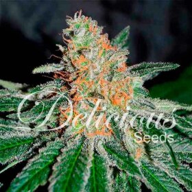 Delicious Seeds Jam ® CBD - 3 feminized seeds