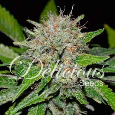 Delicious Seeds Deep Mandarine ® CBD - 3 feminisierte Samen