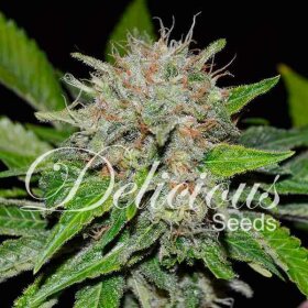 Delicious Seeds Deep Mandarine ® CBD - 3 feminized seeds