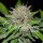 Delicious Seeds Deep Mandarine ® CBD - 3 feminisierte Samen