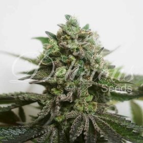 Delicious Seeds Delimed THC FREE CBD PLUS - 3 feminized seeds