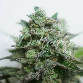 Delicious Seeds Delimed THC FREE CBD PLUS - 3 feminized seeds