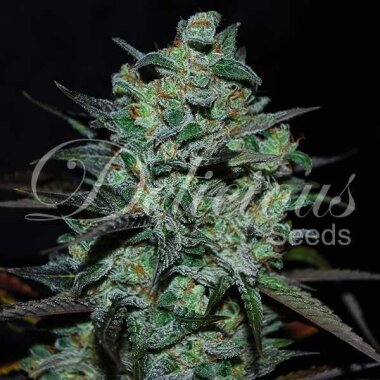 Delicious Seeds Northern Light Blue THC FREE CBD - 3 feminisierte Samen