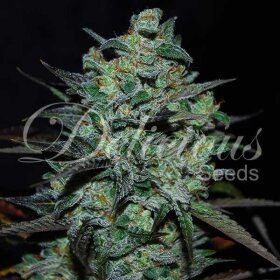 Delicious Seeds Northern Light Blue THC FREE CBD - 3 feminized seeds