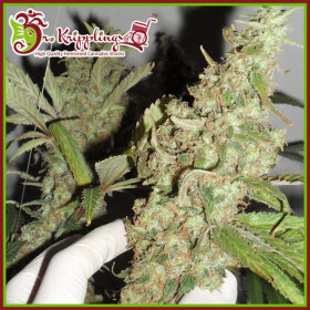 Dr Krippling Afghan Cow - 5 feminized seeds