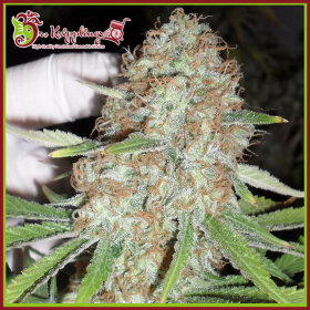 Dr Krippling Blue Kripple - 5 feminized seeds