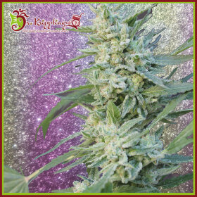 Dr Krippling Blueberry Pot Tart - 5 feminized seeds