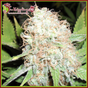 Dr Krippling Bud Bud Bling Tingz - 5 feminized seeds