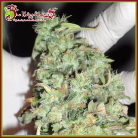 Dr Krippling Buzz Light Gear - 5 feminized seeds