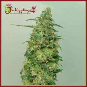 Dr Krippling Chemdog Millionaire - 5 feminized seeds