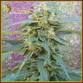 Dr Krippling D.K. Won - 5 feminized seeds