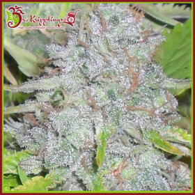 Dr Krippling Delhi Friend - 5 feminized seeds