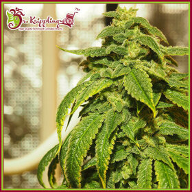 Dr Krippling D’oh Si D’ohpe - 5 feminized seeds