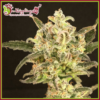 Dr Krippling Dolly Kush - 5 feminisierte Samen