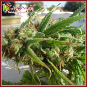 Dr Krippling Ganj-Nam Style - 5 feminized seeds