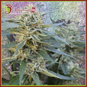 Dr Krippling Jamnesia Haze - 5 feminized seeds