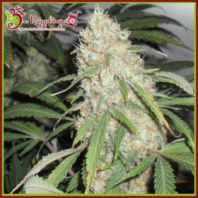 Dr Krippling Kripple Roulette - 5 feminized seeds