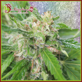 Dr Krippling Kripplicious - 5 feminized seeds