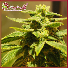 Dr Krippling Krippling’s Gelato - 5 feminized seeds