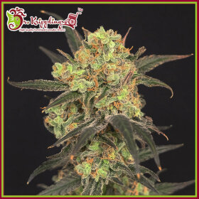 Dr Krippling Leisure Zoot Larry - 5 feminized seeds