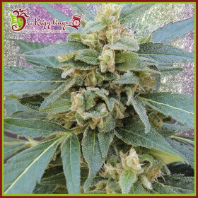 Dr Krippling Mango Bubble Cloud - 5 feminized seeds