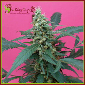 Dr Krippling Mong-U-Mental - 5 feminized seeds