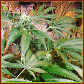 Dr Krippling Red Leicester Tease - 5 feminized seeds