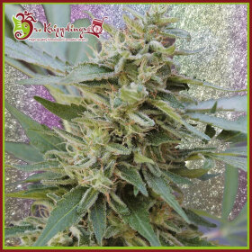 Dr Krippling S&M - 5 feminized seeds