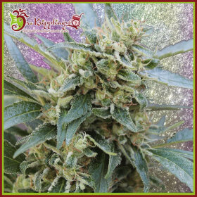 Dr Krippling Shark Infested Custard - 5 feminized seeds