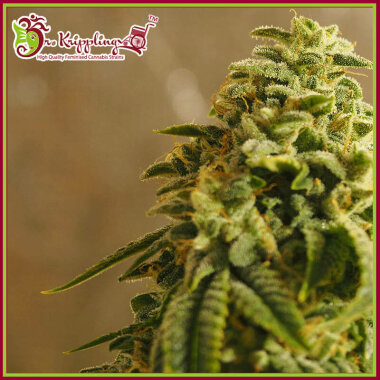 Dr Krippling Sherbert Gorilla - 5 feminisierte Samen