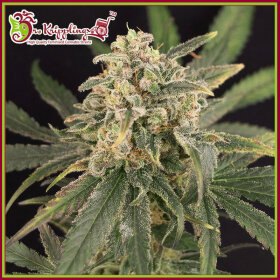 Dr Krippling Sour Tang Kripple - 5 feminized seeds