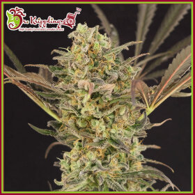 Dr Krippling Wedding Flowers - 5 feminized seeds