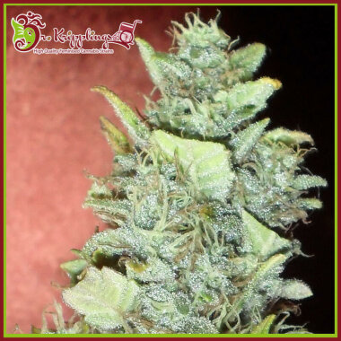 Dr Krippling Bubba Gum AUTO - 5 autoflowering Samen