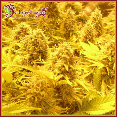 Dr Krippling Choc-Matic AUTO - 5 autoflowering Samen