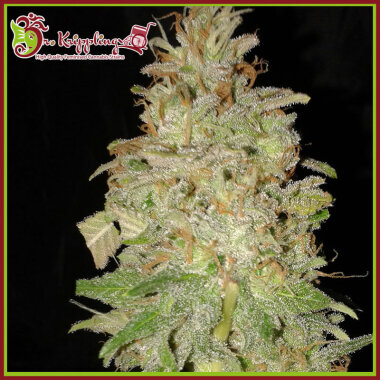 Dr Krippling Choc-Matic AUTO - 5 autoflowering Samen