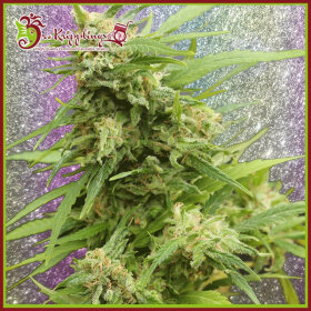 Dr Krippling GHA Turbo Diesel AUTO - 5 automated seeds