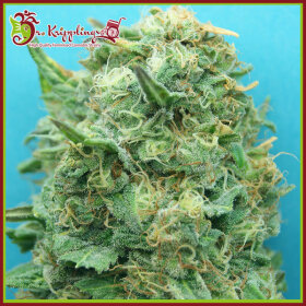 Dr Krippling Grand Heft AUTO - 5 automated seeds