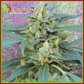 Dr Krippling Jammy AUTO - 5 autoflowering Samen