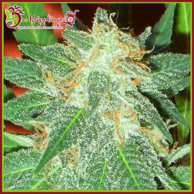 Dr Krippling Jumping Black Dash AUTO - 5 automated seeds