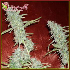 Dr Krippling KrippleBerry AUTO - 5 automated seeds