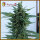 Dr Krippling OG Kush AUTO - 5 autoflowering Samen